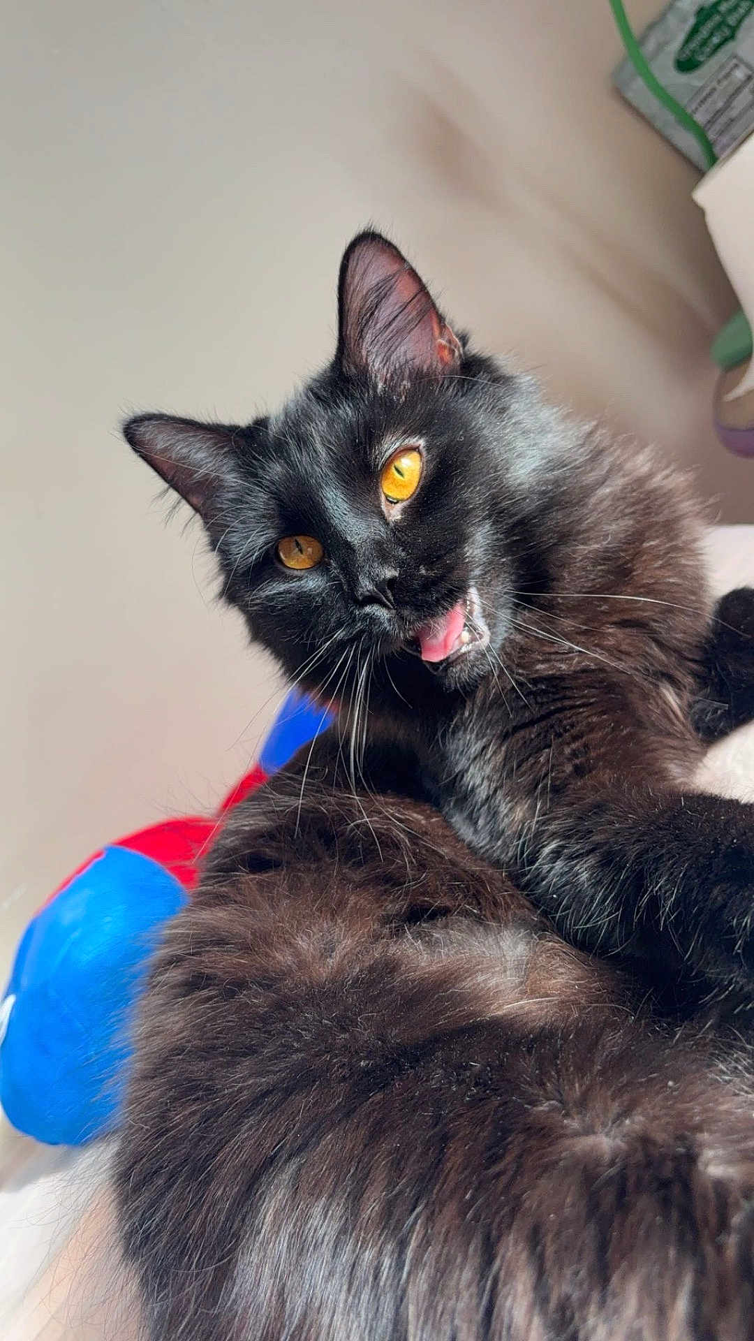 Calypso