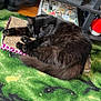 Calypso is registered to the contest to win money with this photo: cat, sleeping, black_cat, scratcher_pad, carpet, green_carpet, laptop, stickers, dvd_case, shoes, gaming_controller, shelf, indoor, cozy, pet, fur, resting, home, electronics, wood_floor