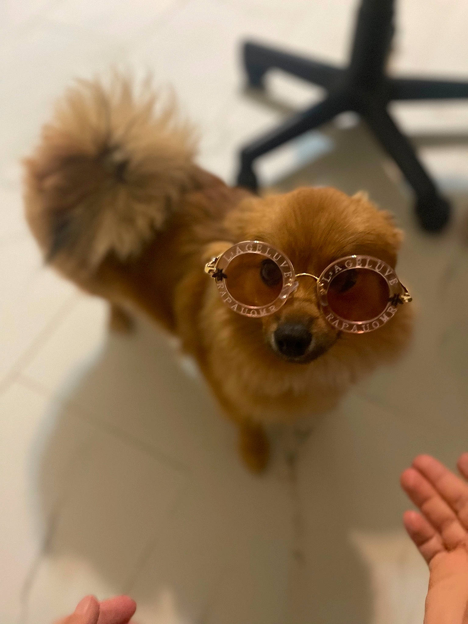 Ellie is registered to the contest to win money with this photo: carnivore, collar, companion_dog, dog, dog_breed, dog_collar, eyewear, fawn, glasses, goggles, jewellery, leash, personal_protective_equipment, pet_supply, snout, sunglasses, toy_dog, vision_care, whiskers, working_animal