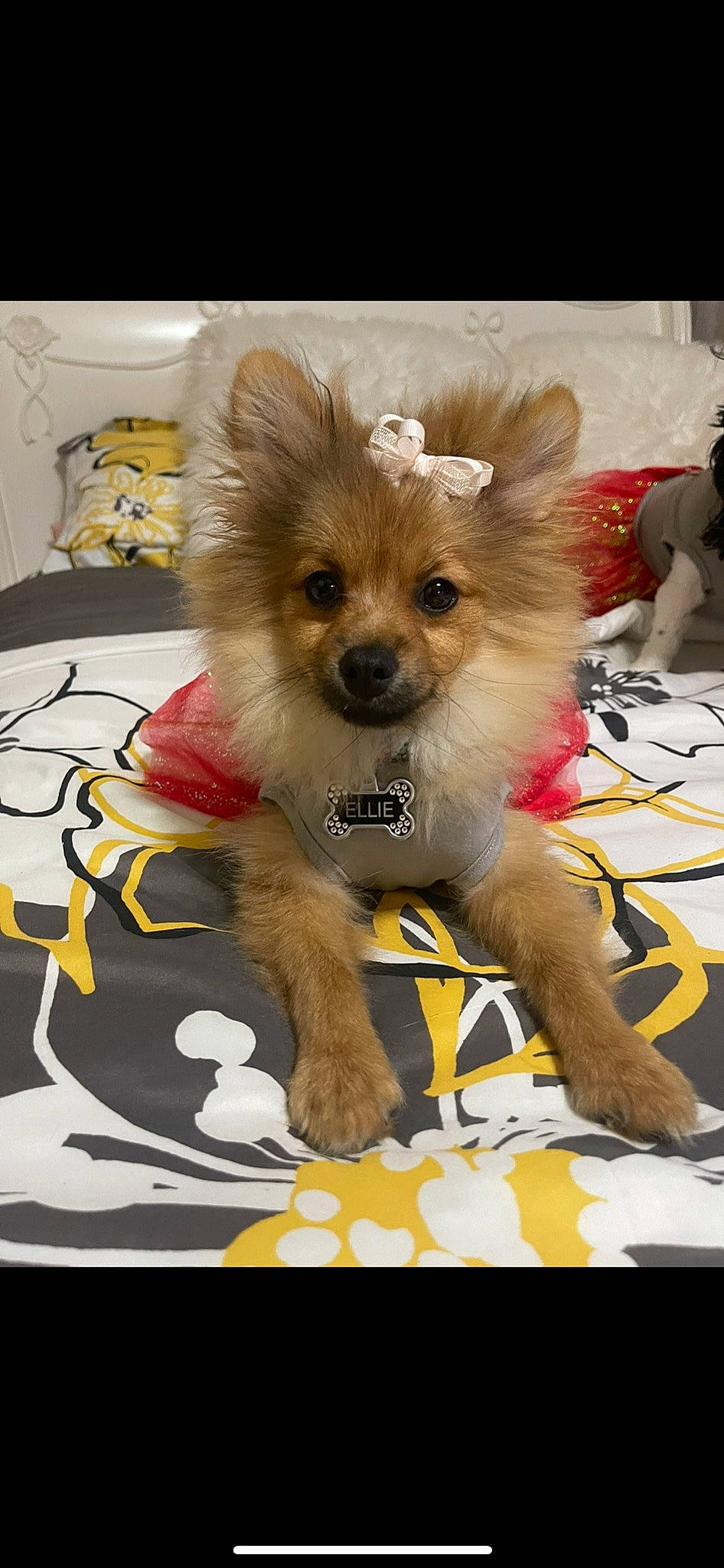 Ellie joined the competition — help win amazing prizes! canidae, carnivore, chihuahua, companion_dog, dog, dog_breed, dog_clothes, dog_supply, fashion_accessory, fawn, fur, paw, pet_supply, small_terrier, snout, sporting_group, terrier, toy_dog, whiskers, working_animal