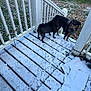 Tigger Boomer Lucy is registered to the contest to win money with this photo: dog, snow, paw_prints, wooden_deck, fence, outdoor, winter, grass, pet, animal, leash, curious, black_dog, brown_dog, chain, daylight, nature, playful, cold, weather