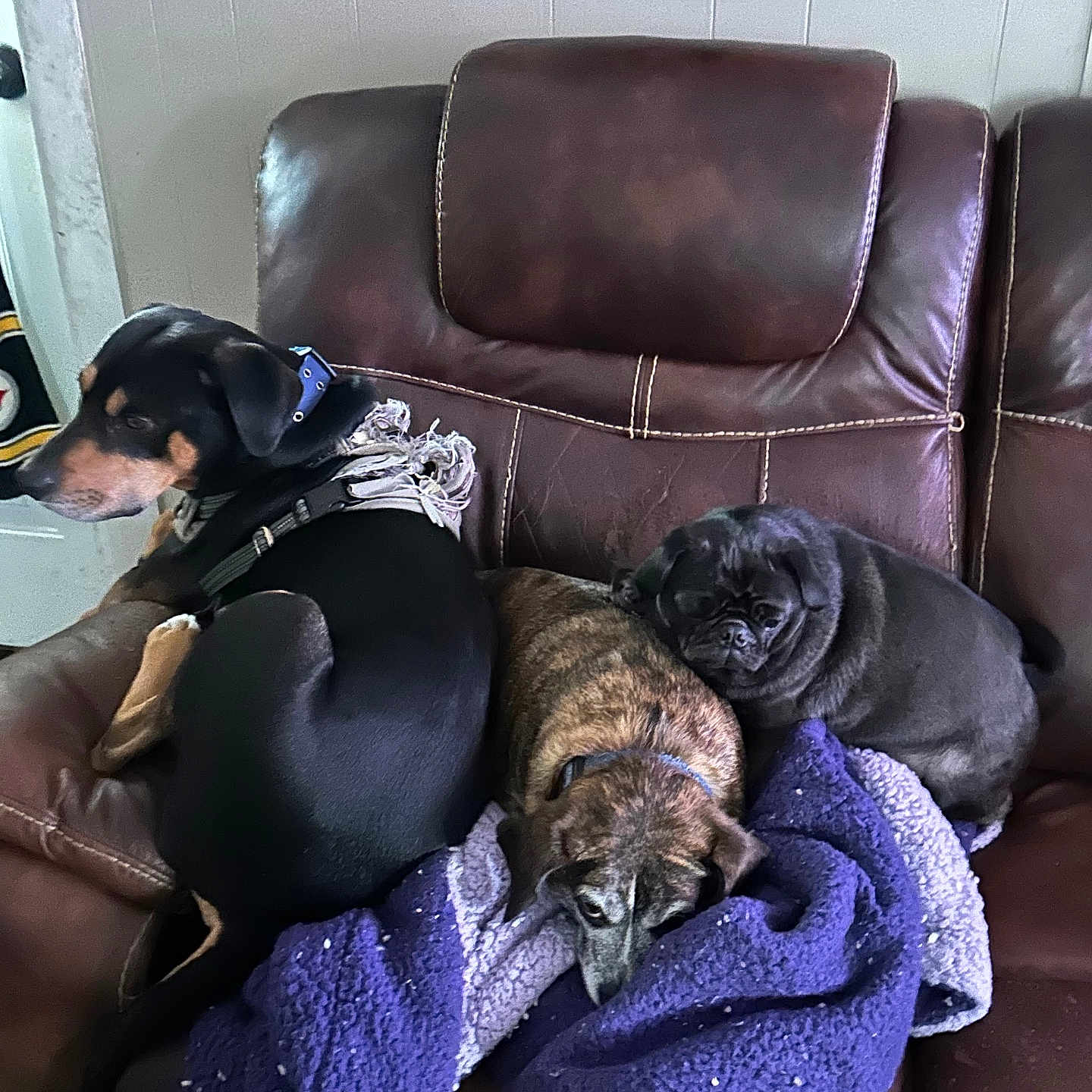 Tigger Boomer Lucy joined the competition — help win amazing prizes! animal, black, blanket, brown, canine, collar, couch, dog, domestic_animal, ears, fur, home, indoor, leather, pet, purple, relaxing, resting, snout, three_animals
