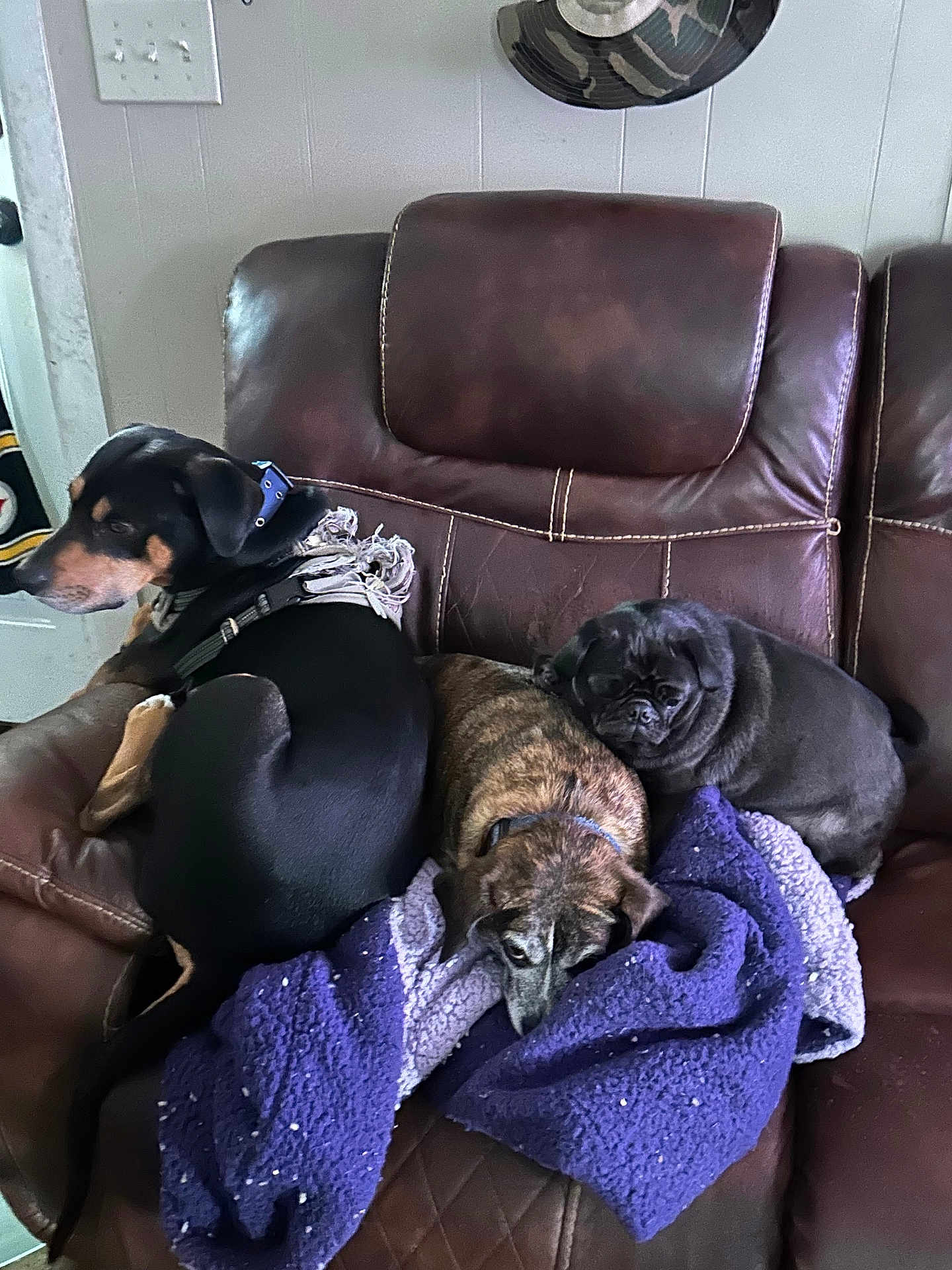Tigger Boomer Lucy joined the competition — help win amazing prizes! dog, couch, blanket, leather, indoor, pet, canine, resting, brown, black, purple, fur, collar, snout, ears, relaxing, three_animals, domestic_animal, home, animal