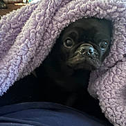 Tigger Boomer Lucy is registered to the contest to win money with this photo: dog, black_dog, blanket, purple_blanket, cozy, indoor, pet, fur, cute, small_dog, face, eyes, nose, leather_couch, home, curious, snuggled, soft_texture, resting, comfort