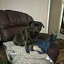 Tigger Boomer Lucy joined the competition — help win amazing prizes! dog, pug, black_dog, blanket, chair, recliner, living_room, cup, broomstick, pet, indoor, furniture, cozy, home, animal, small_dog, seated, brown, relaxed, curious