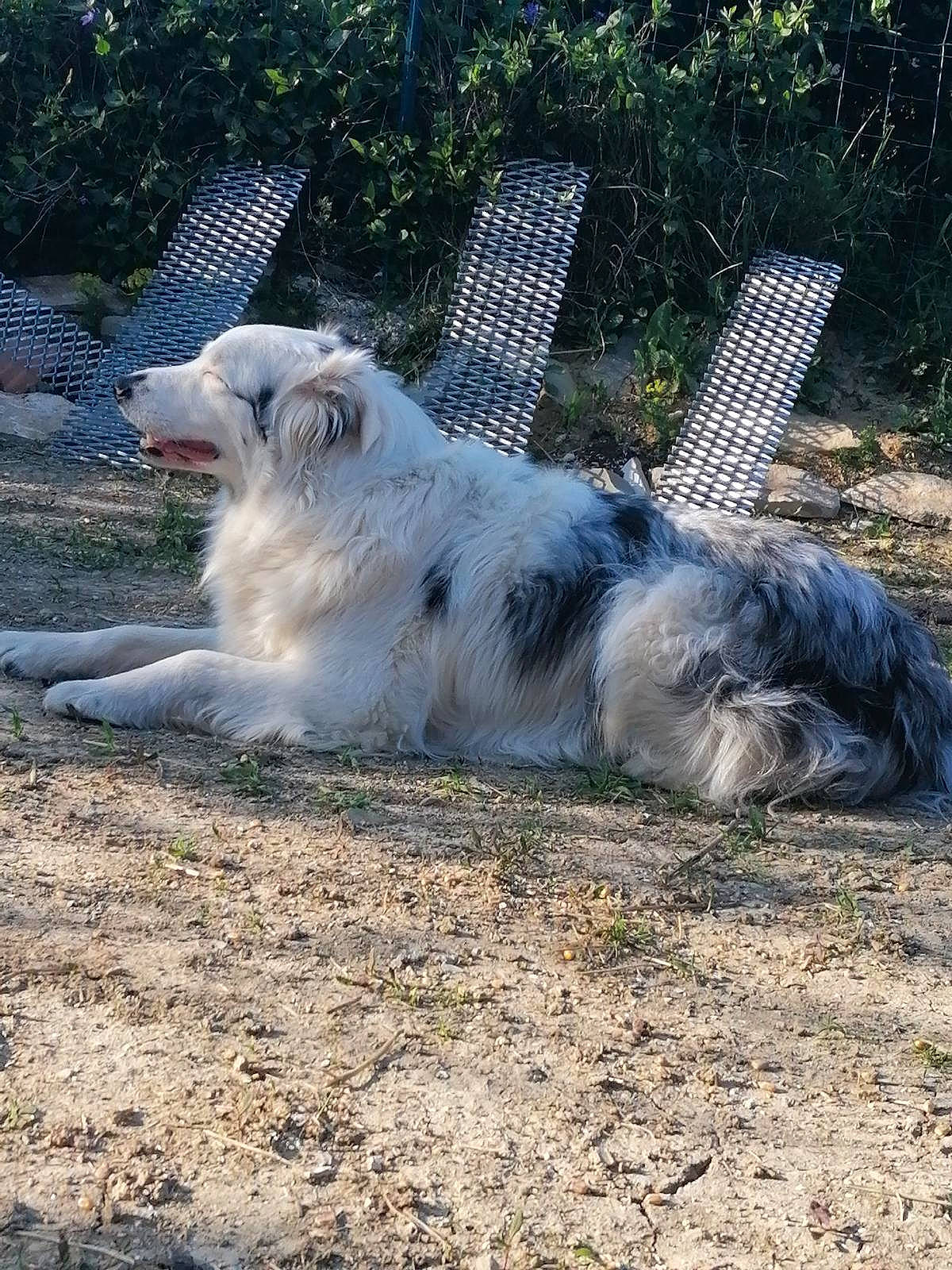 Ludwig participe au concours pour gagner de l'argent avec cette photo : canidae, carnivore, companion_dog, dog, dog_breed, fur, grass, plant, polish_tatra_sheepdog, romanian_mioritic_shepherd_dog, snout, soil, sporting_group, tail, terrestrial_animal, working_animal, working_dog