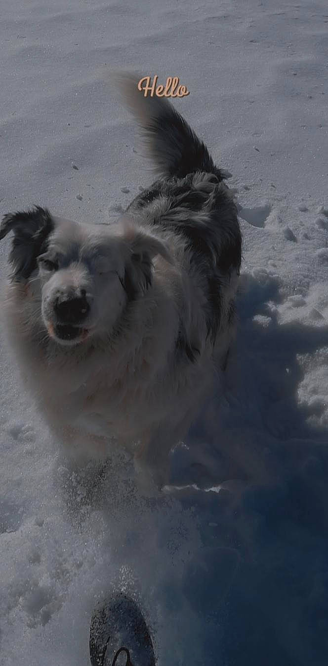 Ludwig a rejoint le concours — aidez-le/la à gagner de superbes lots ! ancient_dog_breeds, canidae, carnivore, companion_dog, dog, dog_breed, fur, herding_dog, non_sporting_group, ocean, snout, snow, sporting_group, wave, whiskers, wind, wind_wave, winter, working_animal, working_dog