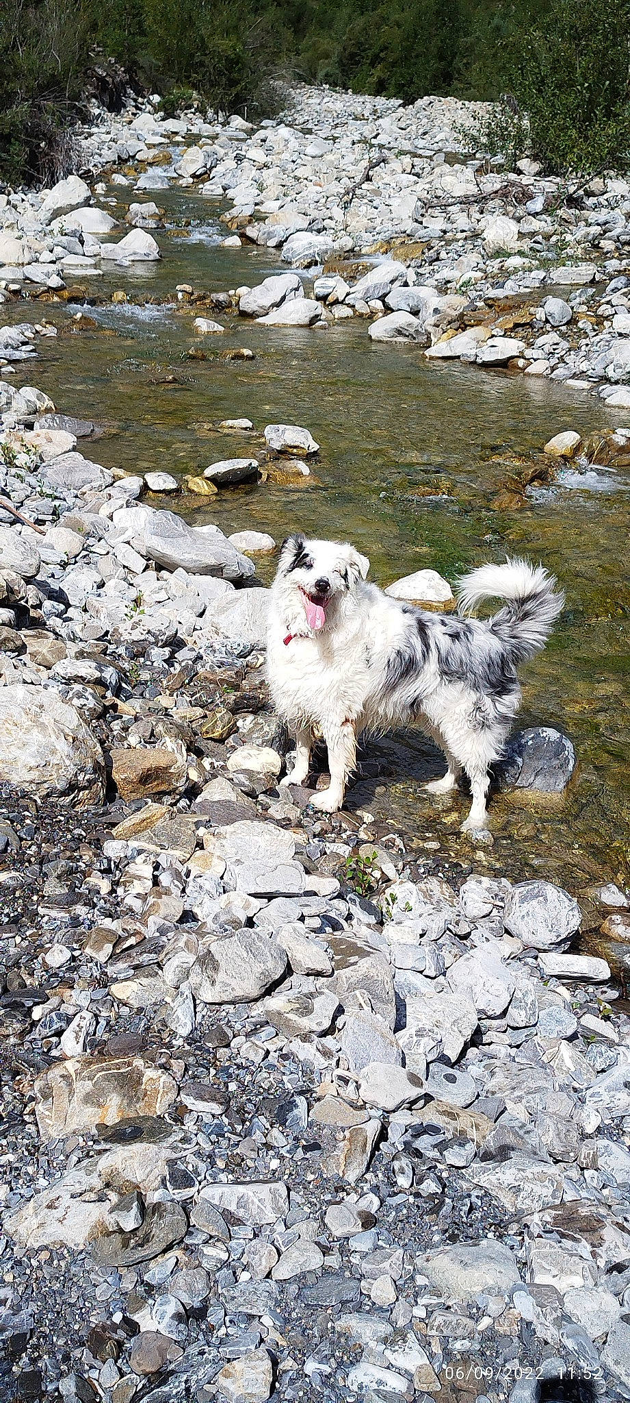 Ludwig participe au concours pour gagner de l'argent avec cette photo : bedrock, canidae, carnivore, companion_dog, dog, dog_breed, livestock, ocean, rock, soil, sporting_group, tundra, water, working_animal