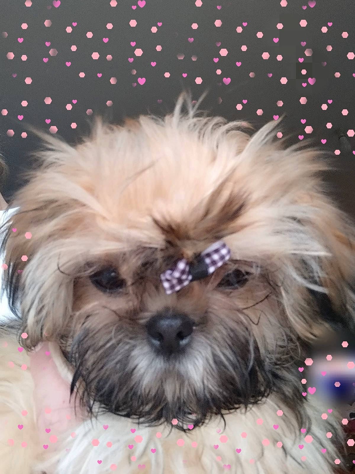 Alfred a rejoint le concours — aidez-le/la à gagner de superbes lots ! biewer_terrier, canidae, carnivore, companion_dog, dog, dog_breed, dog_supply, event, fawn, fur, liver, puppy_love, shih_poo, shih_tzu, small_terrier, snout, sporting_group, terrier, toy_dog, working_animal