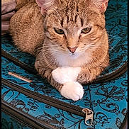 Betty joined the competition — help win amazing prizes! cat, tabby, animal, pet, feline, paws, suitcase, blue, pattern, indoor, resting, cute, whiskers, ears, fur, closeup, carpet, zipper, travel, relaxed