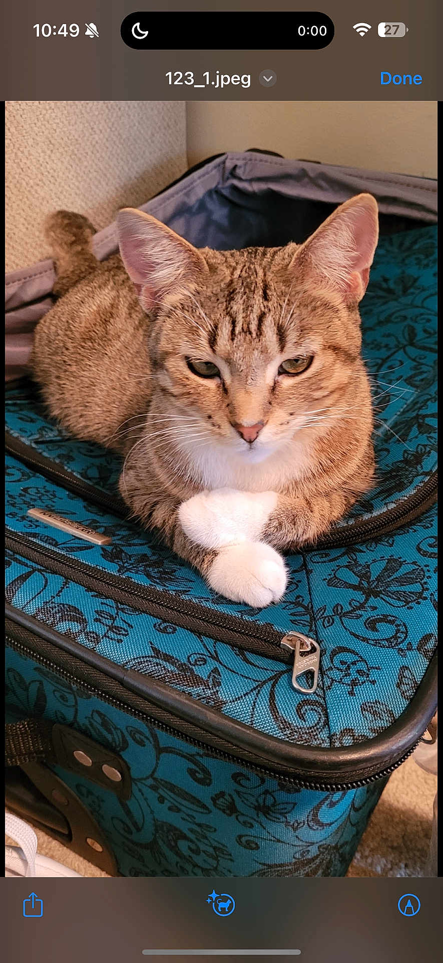 Betty joined the competition — help win amazing prizes! cat, tabby, animal, pet, feline, paws, suitcase, blue, pattern, indoor, resting, cute, whiskers, ears, fur, closeup, carpet, zipper, travel, relaxed
