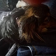 Camilla a rejoint le concours — aidez-le/la à gagner de superbes lots ! carnivoran, companion_dog, dachshund, dog, dog_breed, dog_breed_group, dog_like_mammal, fur, puppy, snout