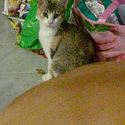 Choupette participe au concours pour gagner de l'argent avec cette photo : aegean_cat, carnivoran, cat, cat_like_mammal, domestic_short_haired_cat, european_shorthair, fauna, kitten, mammal, small_to_medium_sized_cats, tabby_cat, tail, whiskers