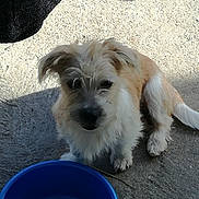 Kiara participe au concours pour gagner de l'argent avec cette photo : cairn_terrier, carnivoran, companion_dog, dandie_dinmont_terrier, dog, dog_breed, dog_breed_group, dog_like_mammal, glen_of_imaal_terrier, havanese, morkie, norfolk_terrier, puppy, schnoodle, small_terrier, snout, sporting_lucas_terrier, terrier, vulnerable_native_breeds, west_highland_white_terrier