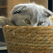 Miro a rejoint le concours — aidez-le/la à gagner de superbes lots ! cat, kitten, gray_cat, fluffy, furry, animal, pet, sleepy, peeking, eyes, whiskers, ears, basket, woven_basket, indoors, home, cozy, cute, close_up, portrait