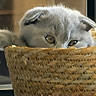 cat, kitten, gray_cat, fluffy, furry, animal, pet, sleepy, peeking, eyes, whiskers, ears, basket, woven_basket, indoors, home, cozy, cute, close_up, portrait