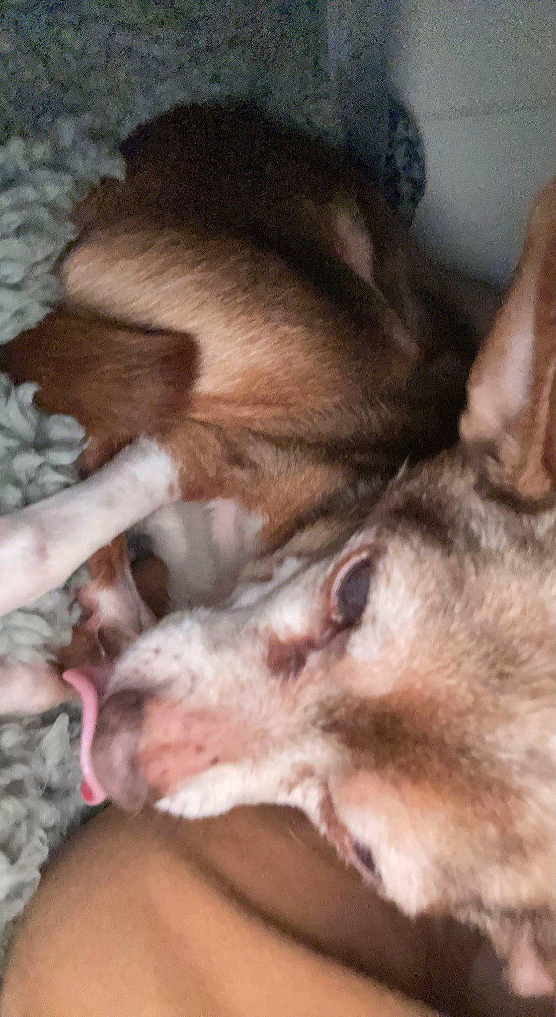 Amigo joined the competition — help win amazing prizes! canidae, carnivore, comfort, companion_dog, dog, dog_breed, ear, fawn, felidae, fur, liver, mammal, nap, sleep, small_to_medium_sized_cats, snout, sporting_group, terrestrial_animal, vertebrate, whiskers