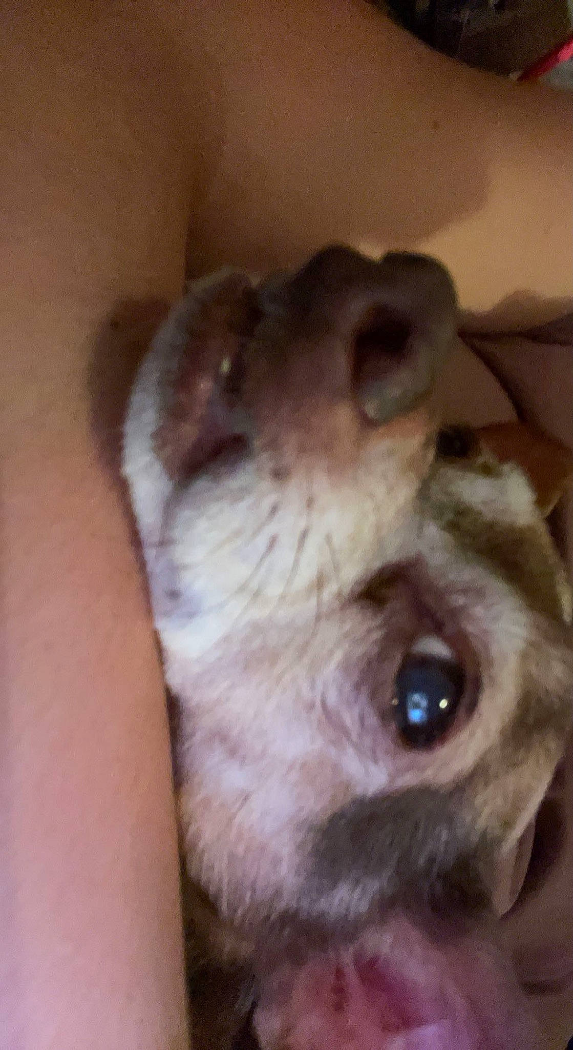 Amigo is registered to the contest to win money with this photo: balinese, canidae, carnivore, companion_dog, dog, dog_breed, ear, eyelash, fawn, felidae, fur, liver, paw, rodent, small_to_medium_sized_cats, snout, sporting_group, toy_dog, whiskers, working_animal