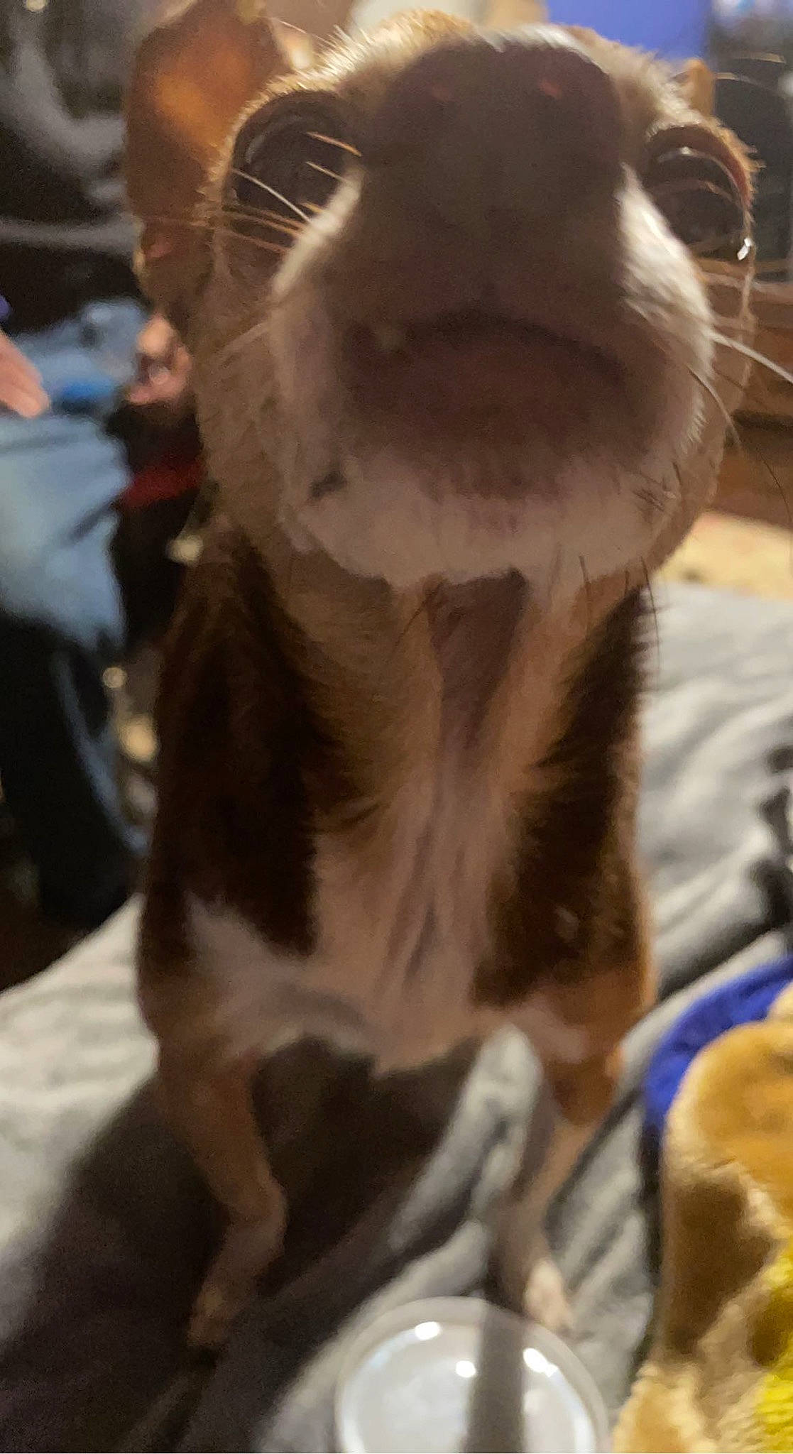 Amigo joined the competition — help win amazing prizes! bovine, carnivore, comfort, companion_dog, dairy, dairy_cow, dog_breed, domestic_short_haired_cat, fawn, felidae, fur, goat, goats, livestock, pack_animal, small_to_medium_sized_cats, sporting_group, terrestrial_animal, whiskers, working_animal