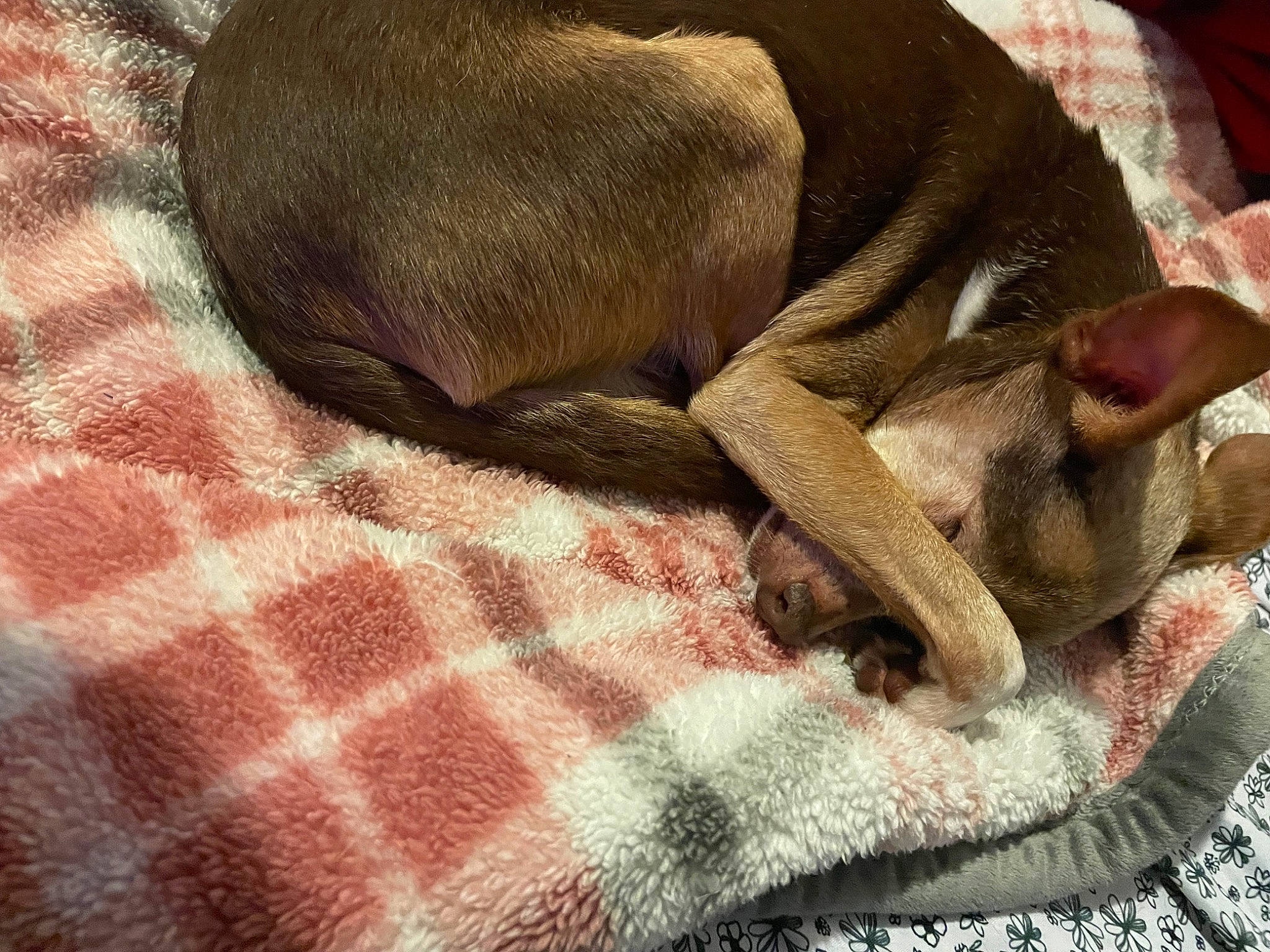 Amigo joined the competition — help win amazing prizes! brown, canidae, carnivore, comfort, companion_dog, dog, dog_breed, fawn, felidae, fur, linens, liver, nap, pattern, small_to_medium_sized_cats, snout, sporting_group, tail, whiskers, working_animal