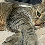 Williard is registered to the contest to win money with this photo: cat, tabby, feline, pet, relaxed, sleepy, whiskers, paw, fur, closeup, indoor, blanket, cozy, resting, cute, animal, mammal, domestic, soft, lazy