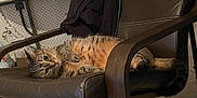 Williard is registered to the contest to win money with this photo: cat, tabby_cat, chair, leather, relaxed, indoor, pet, feline, fur, whiskers, paw, tail, home, furniture, domestic_animal, looking, resting, brown, curious, cozy