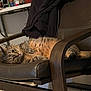 cat, tabby_cat, chair, leather, relaxed, indoor, pet, feline, fur, whiskers, paw, tail, home, furniture, domestic_animal, looking, resting, brown, curious, cozy