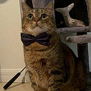 Williard joined the competition — help win amazing prizes! tabby_cat, bow_tie, pet, cat_tree, fish_toy, indoor, floor_tiles, feline, domestic_cat, animal, cute, sitting, whiskers, ears, fur, playful, toy, home, pets, portrait