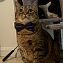 tabby_cat, bow_tie, pet, cat_tree, fish_toy, indoor, floor_tiles, feline, domestic_cat, animal, cute, sitting, whiskers, ears, fur, playful, toy, home, pets, portrait