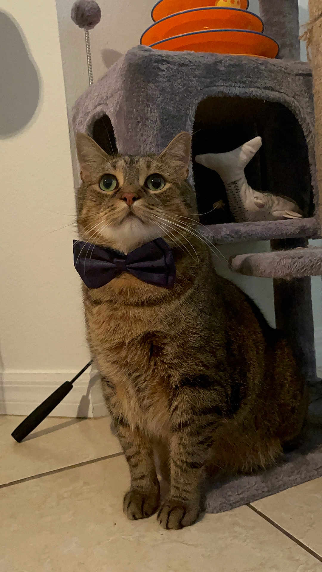 Williard joined the competition — help win amazing prizes! tabby_cat, bow_tie, pet, cat_tree, fish_toy, indoor, floor_tiles, feline, domestic_cat, animal, cute, sitting, whiskers, ears, fur, playful, toy, home, pets, portrait