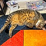 Williard joined the competition — help win amazing prizes! cat, tabby, pet, animal, indoor, floor, rug, orange, blue, storage_box, sticker, stationery, curious, relaxed, tile_floor, feline, paw, whiskers, fur, cute