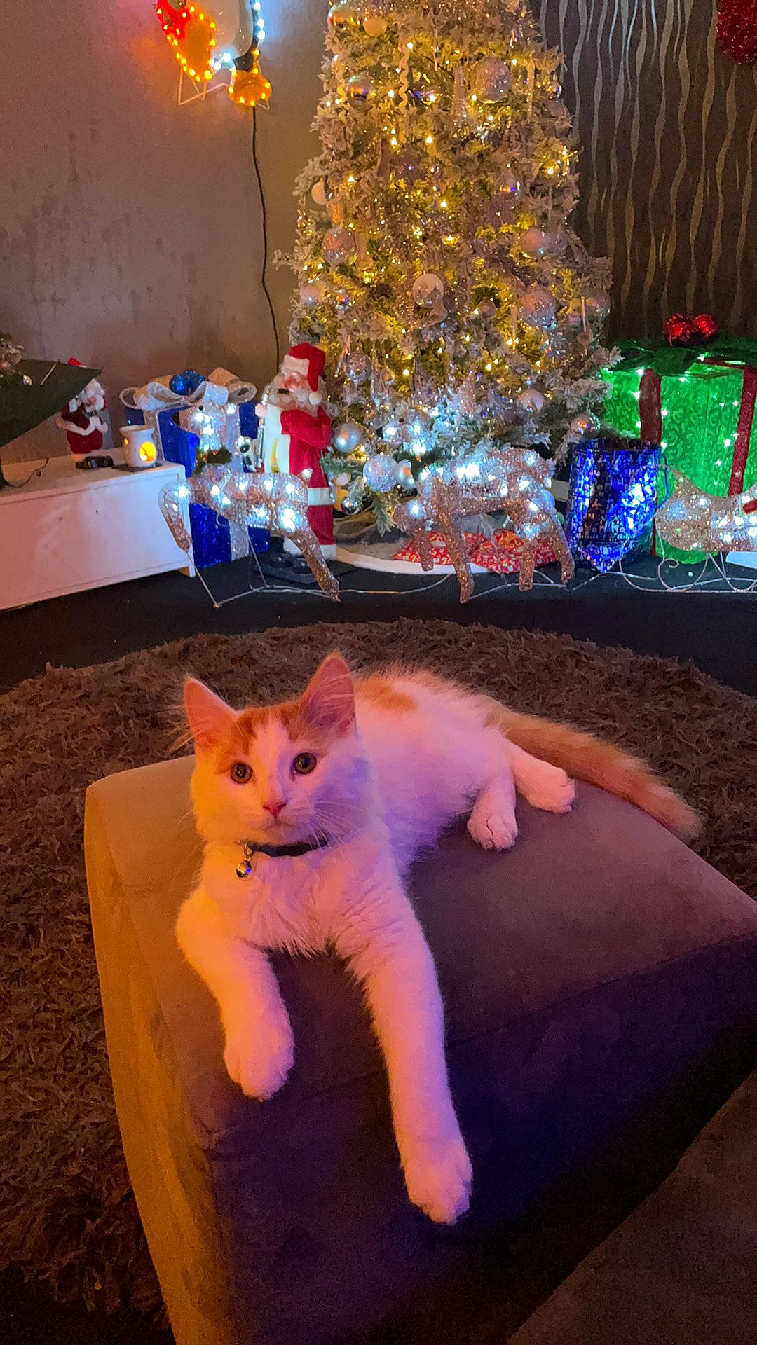 Biscuit is registered to the contest to win money with this photo: blue, bottle, carnivore, cat, christmas, christmas_decoration, christmas_eve, christmas_lights, christmas_ornament, christmas_tree, felidae, fur, holiday, holiday_ornament, interior_design, lighting, majorelle_blue, ornament, paw, small_to_medium_sized_cats