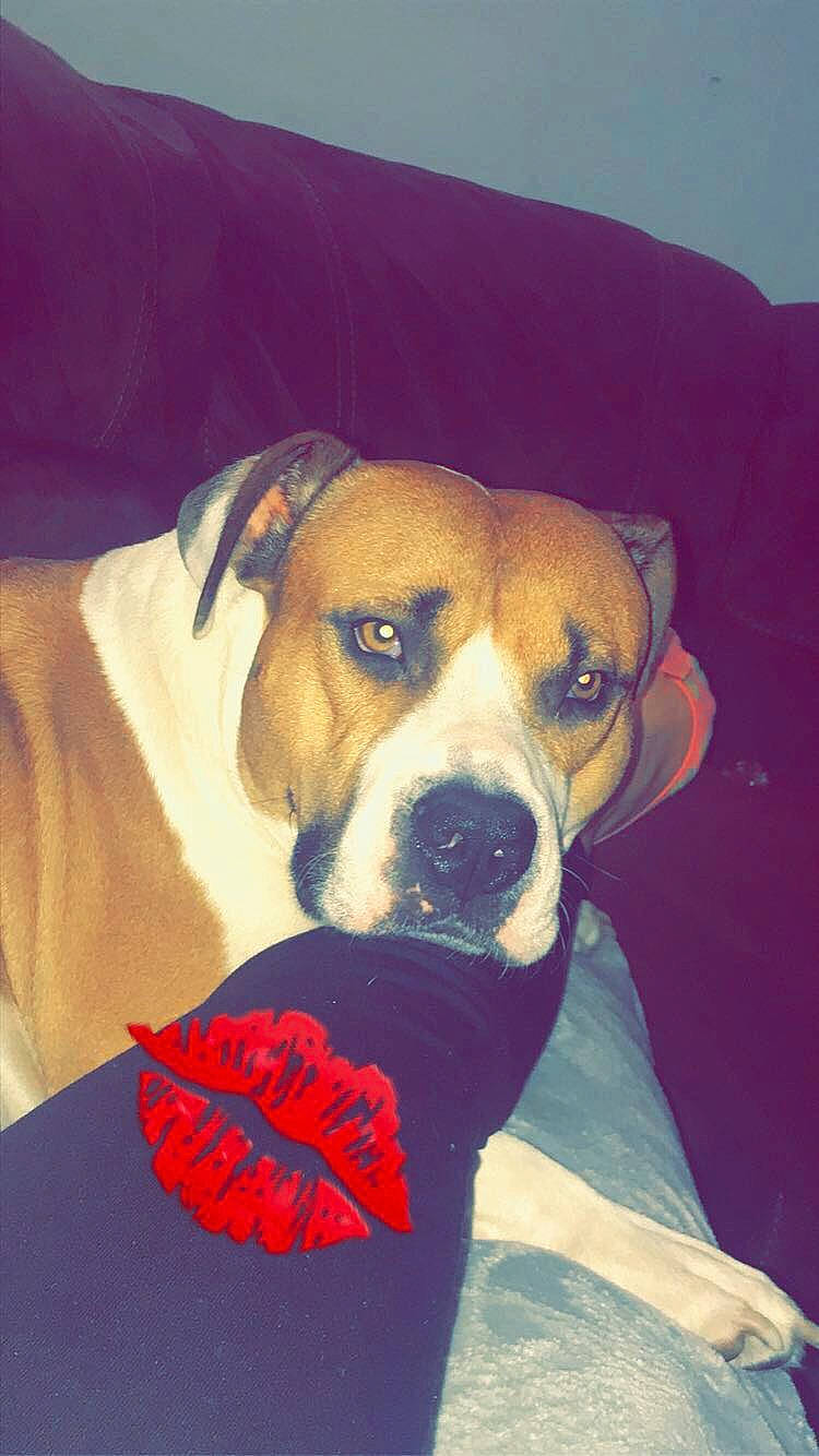 Blaze joined the competition — help win amazing prizes! american_pit_bull_terrier, american_staffordshire_terrier, boxer, canidae, carnivore, companion_dog, dog, dog_breed, ear, fawn, mammal, nose, puppy, snout, whiskers