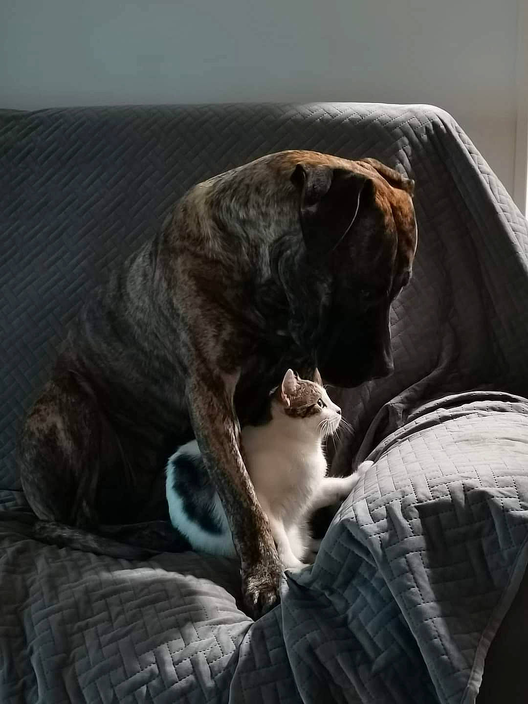 Pep a rejoint le concours — aidez-le/la à gagner de superbes lots ! bed, canidae, carnivore, cat, comfort, companion_dog, couch, dog_breed, domestic_short_haired_cat, felidae, fur, grey, leg, sitting, small_to_medium_sized_cats, snout, sporting_group, tail, tints_and_shades, whiskers