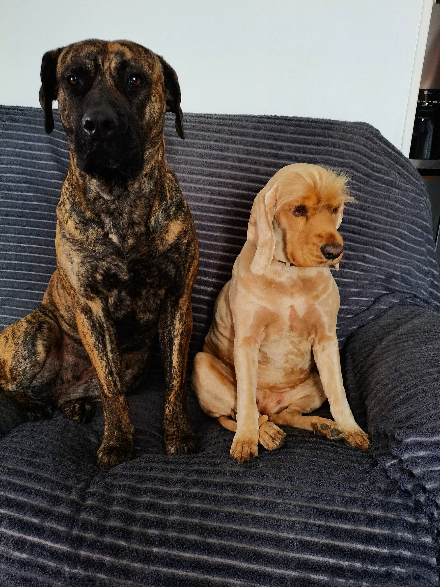 Pep participe au concours pour gagner de l'argent avec cette photo : bored, canidae, carnivore, companion_dog, dog, dog_breed, dog_collar, fawn, fur, guard_dog, gun_dog, hunting_dog, liver, metal, snout, sporting_group, terrestrial_animal, wood, working_animal, working_dog