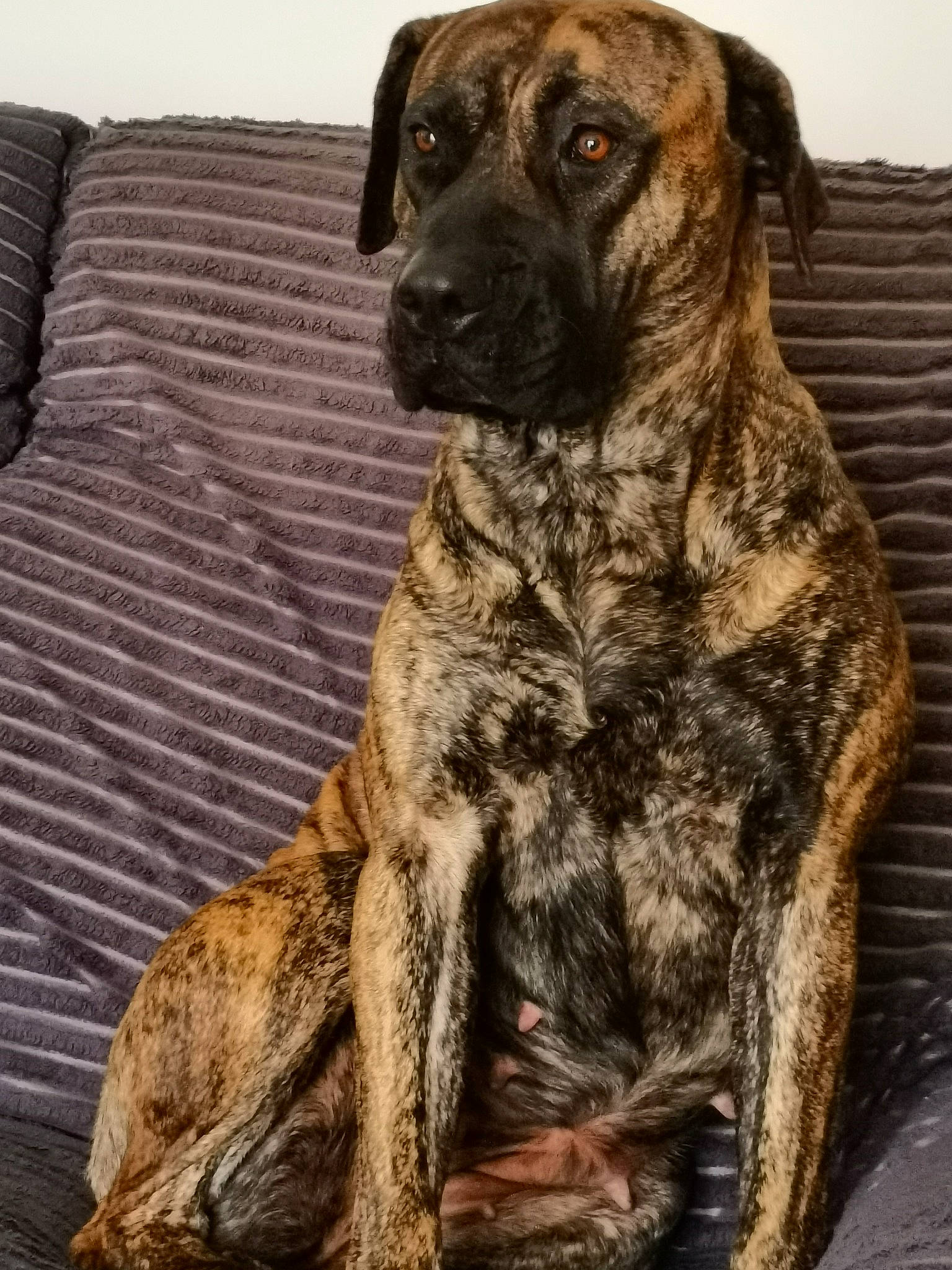 Pep participe au concours pour gagner de l'argent avec cette photo : art, canidae, carnivore, comfort, companion_dog, couch, dog, dog_breed, fawn, fur, guard_dog, liver, military_camouflage, snout, sporting_group, tail, treeing_tennessee_brindle, wood, working_animal, working_dog