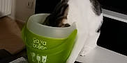 Nala participe au concours pour gagner de l'argent avec cette photo : bowl, cat, cat_supply, comfort_food, computer_keyboard, cookware_and_bakeware, cup, drinkware, eyewear, felidae, goggles, household_supply, office_equipment, office_supplies, personal_protective_equipment, small_appliance, tableware, tissue_paper, whiskers