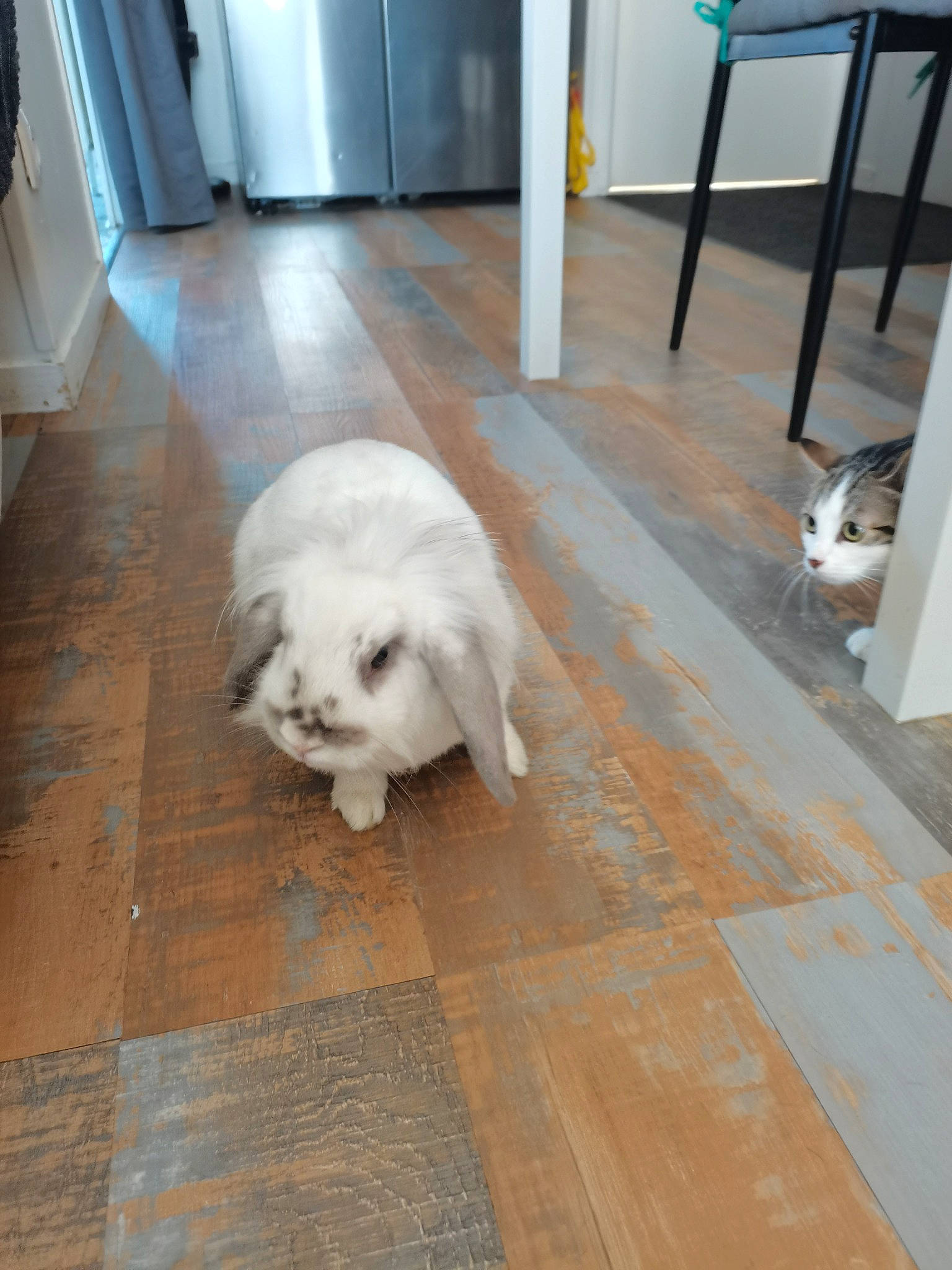 Nala participe au concours pour gagner de l'argent avec cette photo : carnivore, companion_dog, dog, dog_breed, fawn, felidae, floor, flooring, fur, hardwood, mammal, small_to_medium_sized_cats, tail, terrier, toy_dog, vertebrate, whiskers, wood, wood_flooring, working_animal