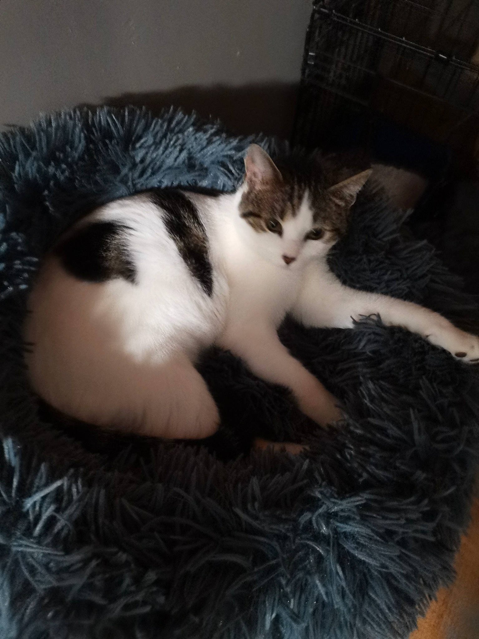 Nala participe au concours pour gagner de l'argent avec cette photo : box, carnivore, cat, cat_bed, cat_supply, claw, comfort, domestic_short_haired_cat, felidae, foot, fur, mammal, nap, paw, sleep, small_to_medium_sized_cats, snout, tail, vertebrate, whiskers