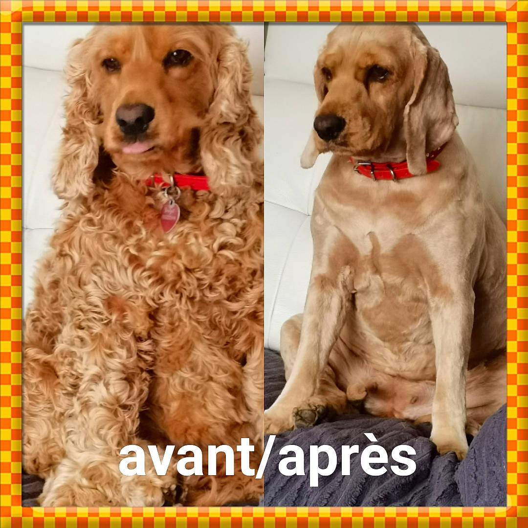 Biche a rejoint le concours — aidez-le/la à gagner de superbes lots ! canidae, carnivore, collar, companion_dog, dog, dog_breed, dog_collar, dog_supply, fashion_accessory, fawn, font, fur, liver, pattern, pet_supply, photograph, rectangle, snout, sporting_group, working_animal