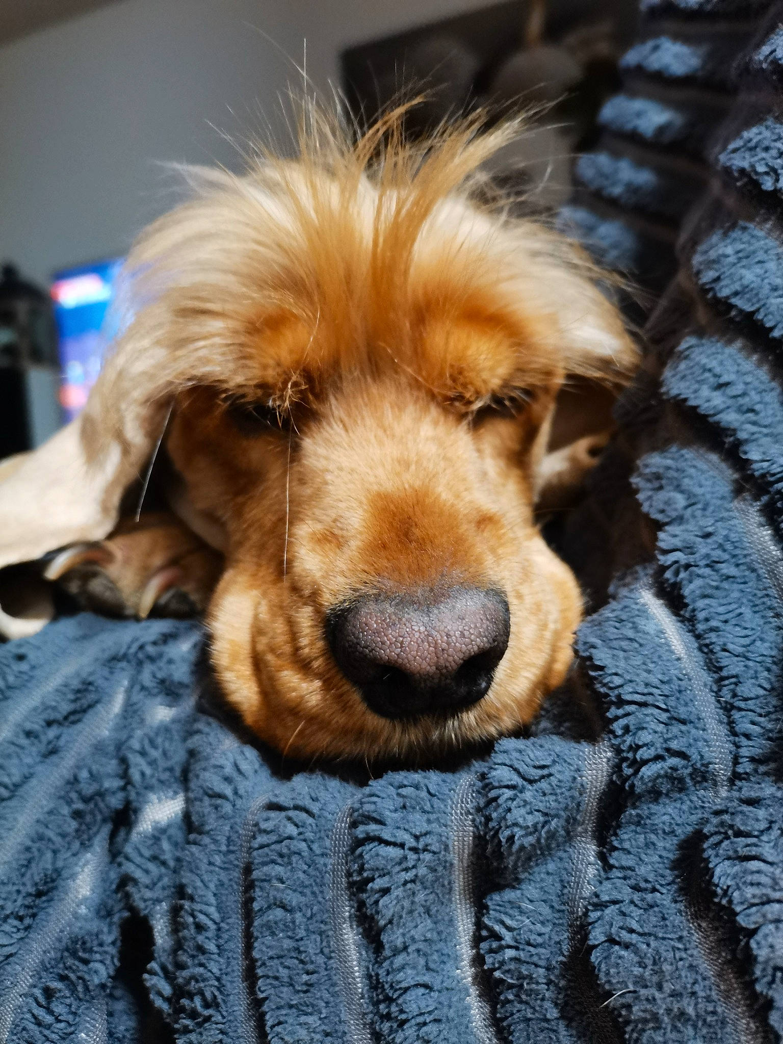 Biche a rejoint le concours — aidez-le/la à gagner de superbes lots ! carnivore, companion_dog, dog, dog_breed, fur, liver, puppy_love, retriever, spaniel, sporting_group, terrestrial_animal, terrier, whiskers, wood