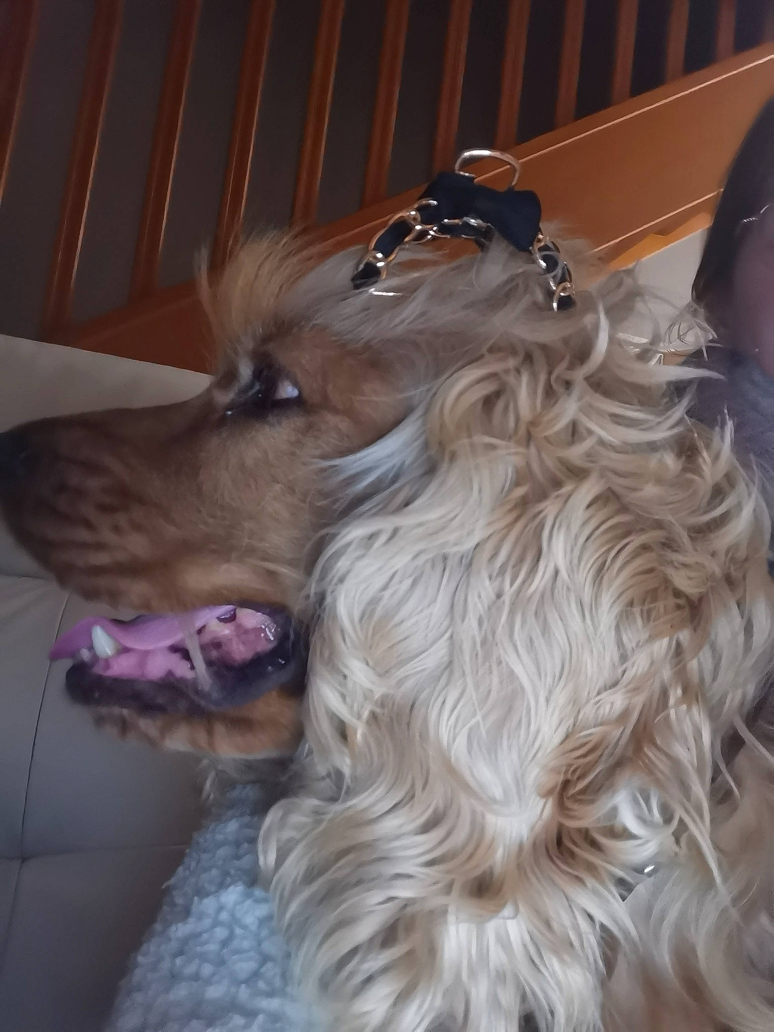 Biche participe au concours pour gagner de l'argent avec cette photo : borzoi, canidae, carnivore, collar, companion_dog, dog, dog_breed, dog_collar, dog_supply, fawn, fur, liver, pet_supply, snout, sporting_group, whiskers, wood, working_animal