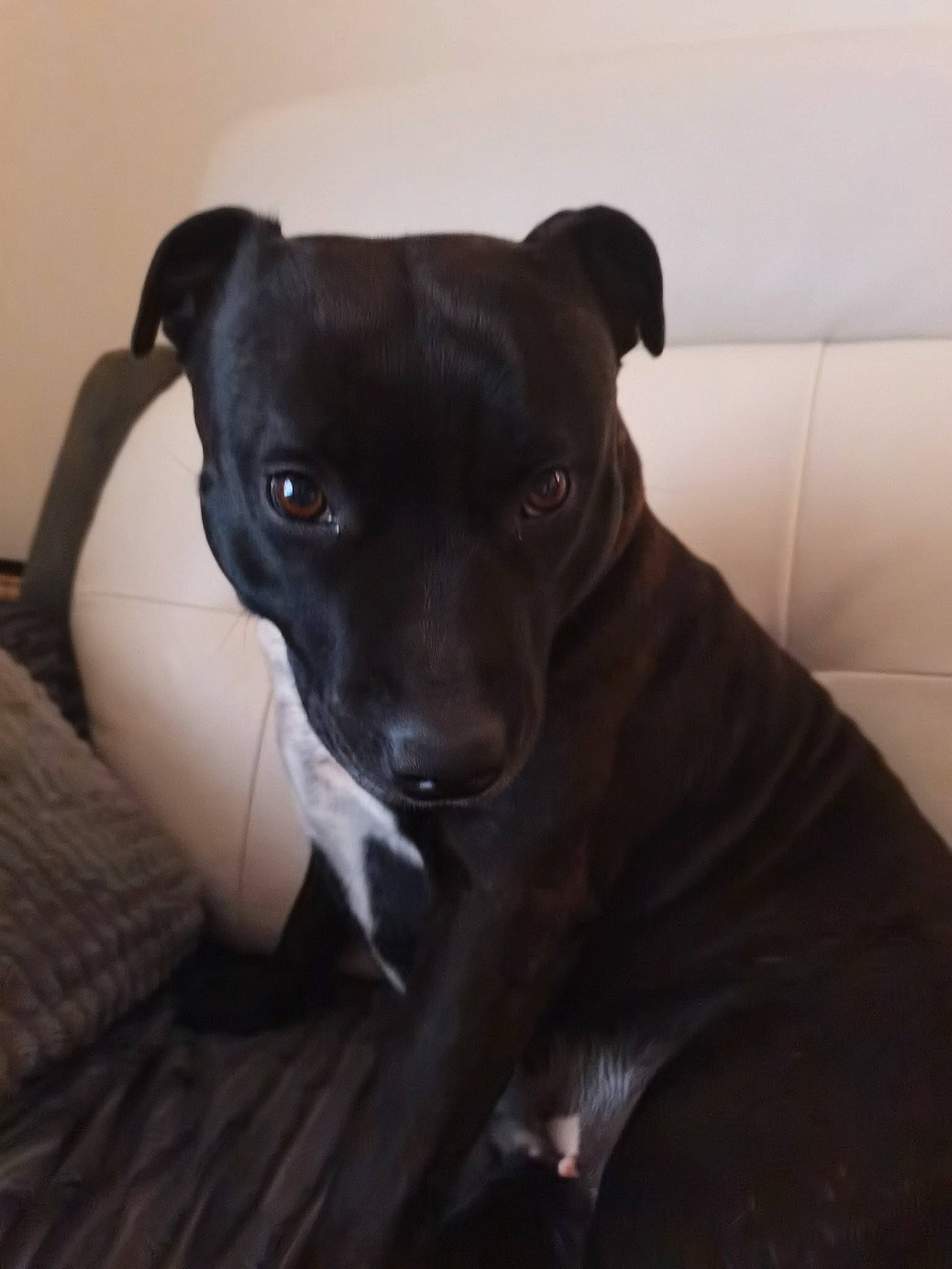 Ozzie participe au concours pour gagner de l'argent avec cette photo : borador, canidae, carnivore, comfort, companion_dog, dog, dog_breed, grey, guard_dog, magyar_agar, non_sporting_group, puppy, rampur_greyhound, sighthound, terrestrial_animal, toy_dog, whiskers, working_animal