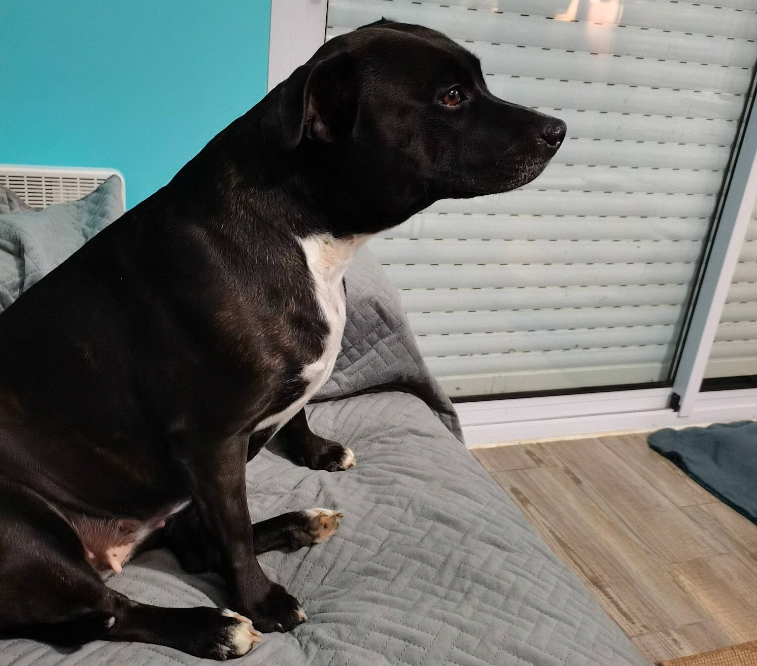 Ozzie participe au concours pour gagner de l'argent avec cette photo : borador, canidae, carnivore, collar, comfort, companion_dog, dog, dog_breed, dog_collar, fawn, flooring, fur, grey, hardwood, pet_supply, snout, sporting_group, whiskers, wood, working_animal