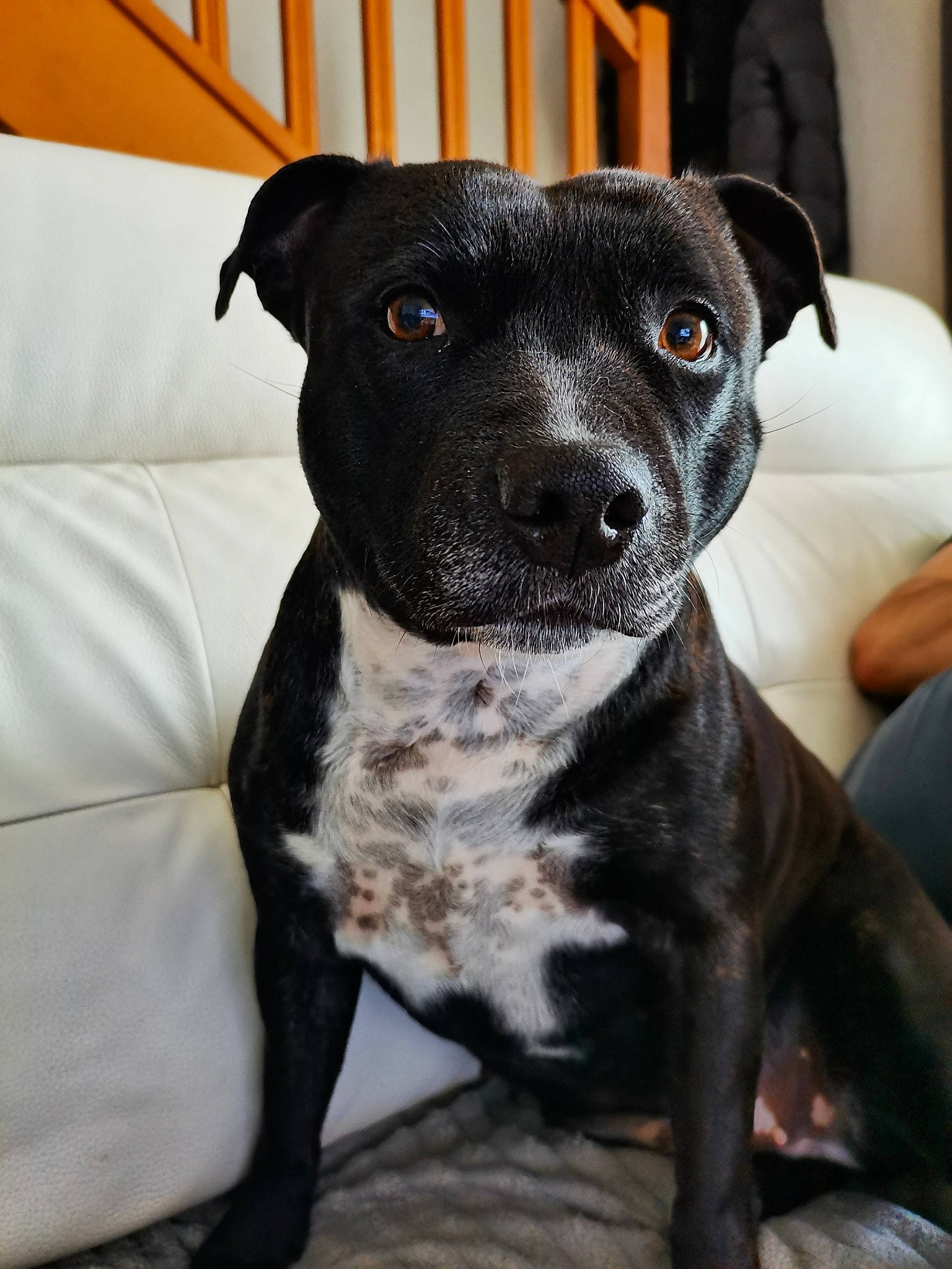 Ozzie participe au concours pour gagner de l'argent avec cette photo : borador, canidae, carnivore, collar, companion_dog, dog, dog_breed, dog_collar, fawn, fur, guard_dog, non_sporting_group, puppy, snout, sporting_group, terrestrial_animal, whiskers, working_animal, working_dog