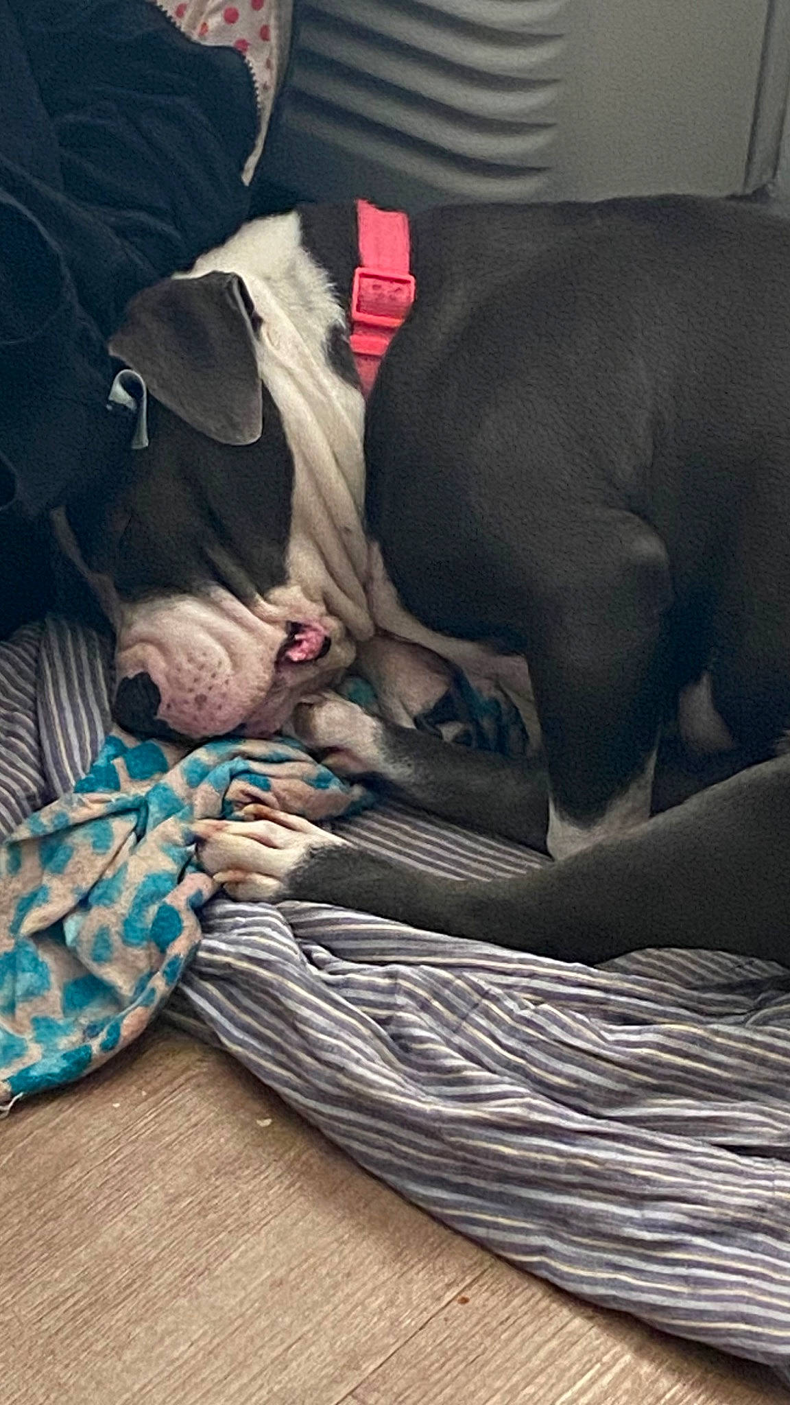 Diamond is registered to the contest to win money with this photo: abdomen, barechested, bed_sheet, bedding, carmine, comfort, denim, flesh, fur, grey, human_leg, knee, linens, nap, pattern, room, sitting, sleep, thigh, tints_and_shades