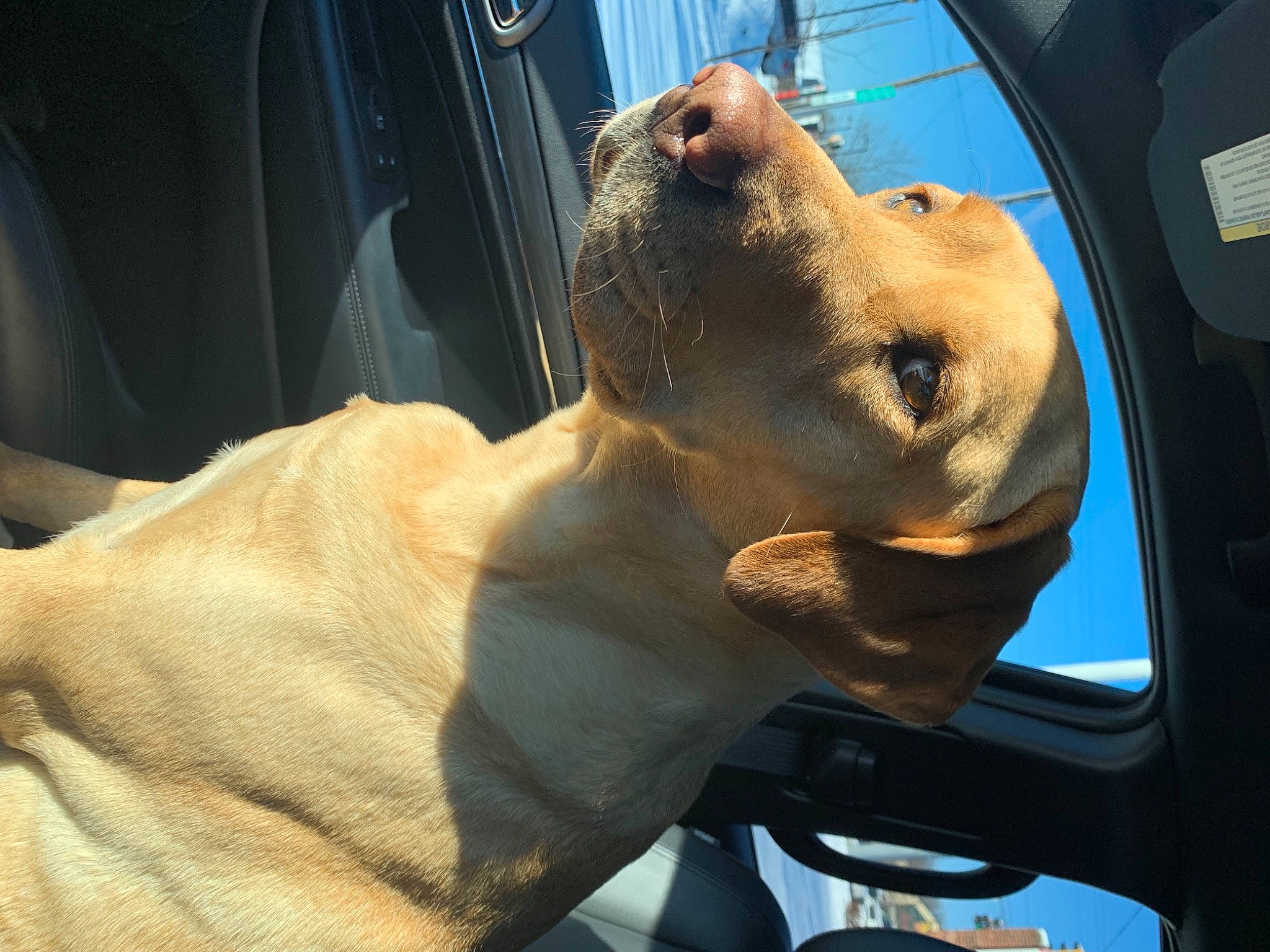 Gunner is registered to the contest to win money with this photo: auto_part, automotive_exterior, automotive_lighting, automotive_window_part, canidae, carnivore, companion_dog, dog, dog_breed, eyewear, fawn, hood, jaw, selfie, snout, sporting_group, vehicle, vehicle_door, whiskers, windshield