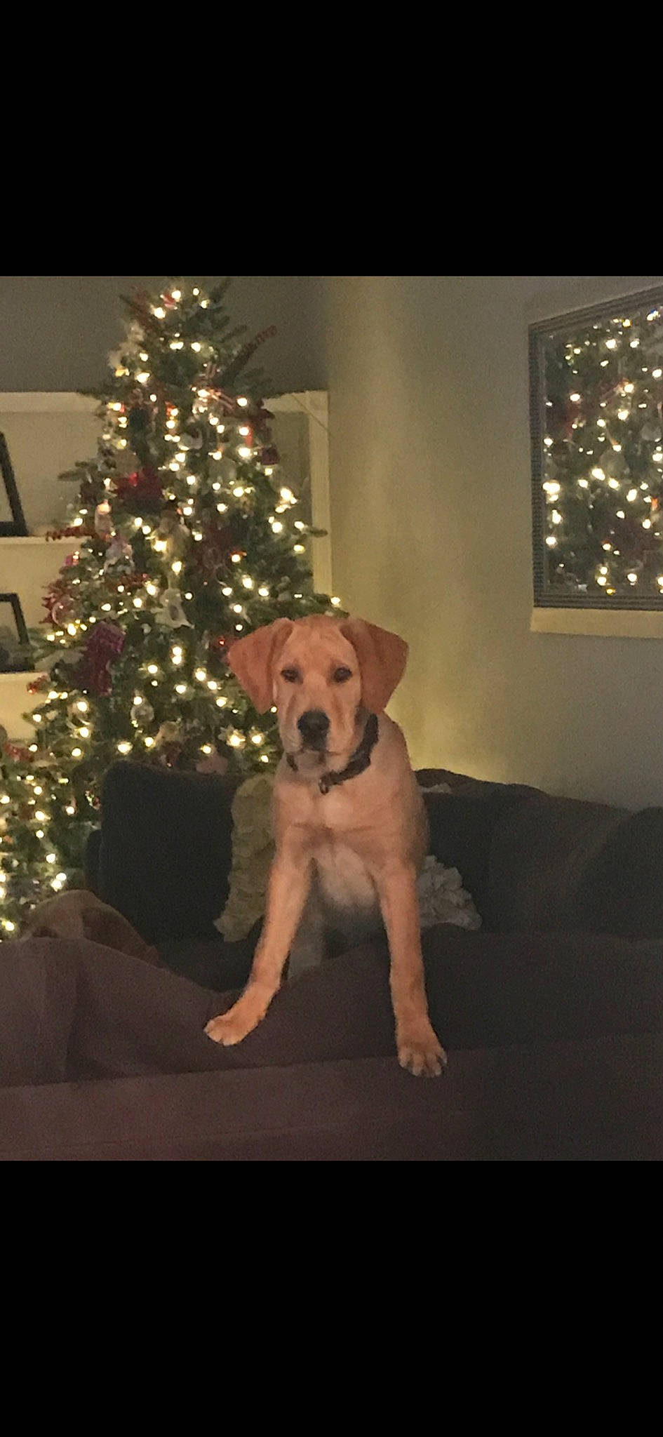 Gunner joined the competition — help win amazing prizes! carnivore, christmas_ornament, christmas_tree, companion_dog, couch, dog, dog_breed, event, fawn, flooring, fur, holiday, holiday_ornament, ornament, picture_frame, room, snout, tail, tree, wood