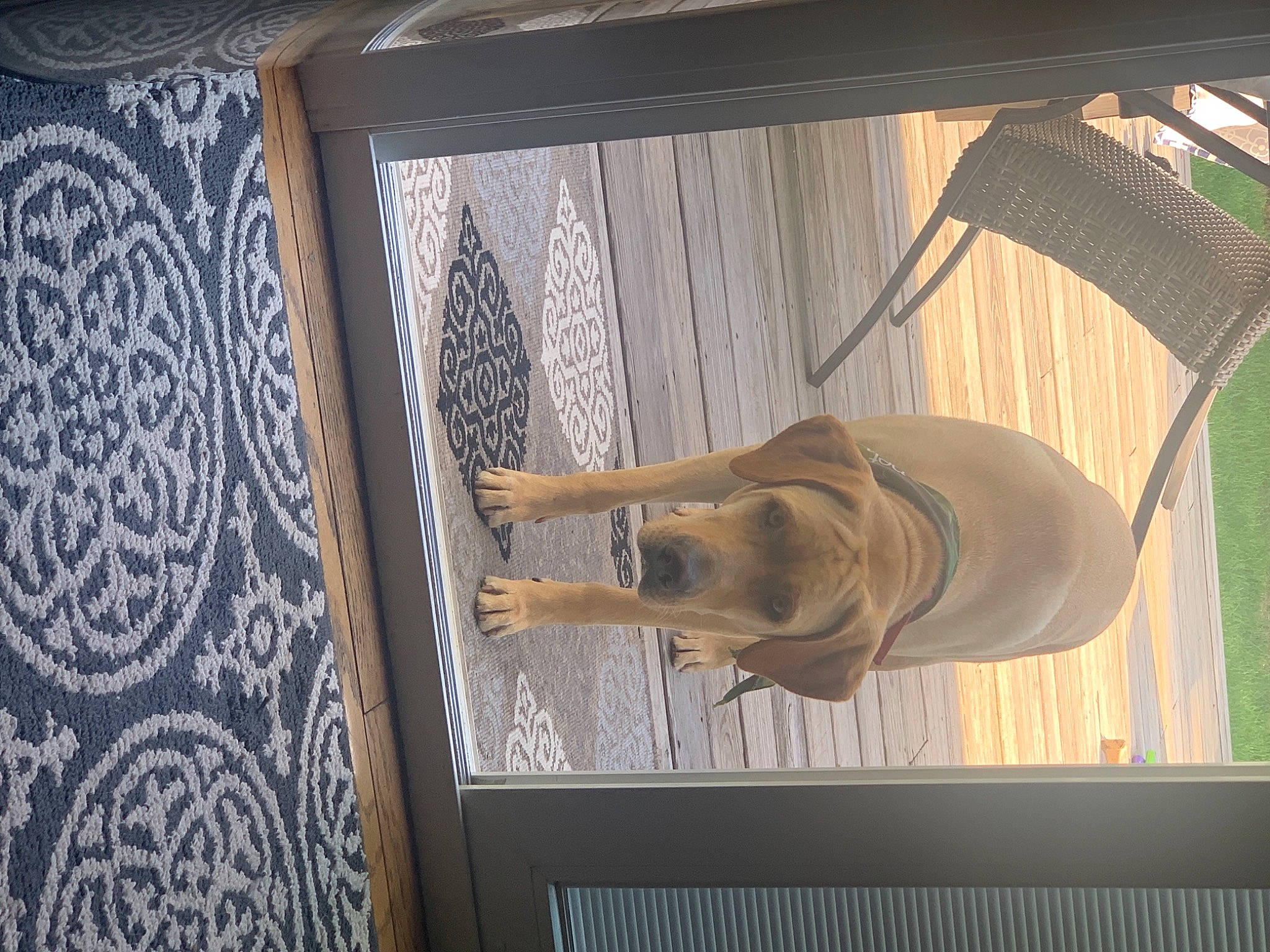 Gunner is registered to the contest to win money with this photo: art, ceiling, door, facade, fawn, glass, hardwood, hat, interior_design, pattern, rectangle, room, sash_window, shade, tints_and_shades, visual_arts, window, window_treatment, wood, wood_stain