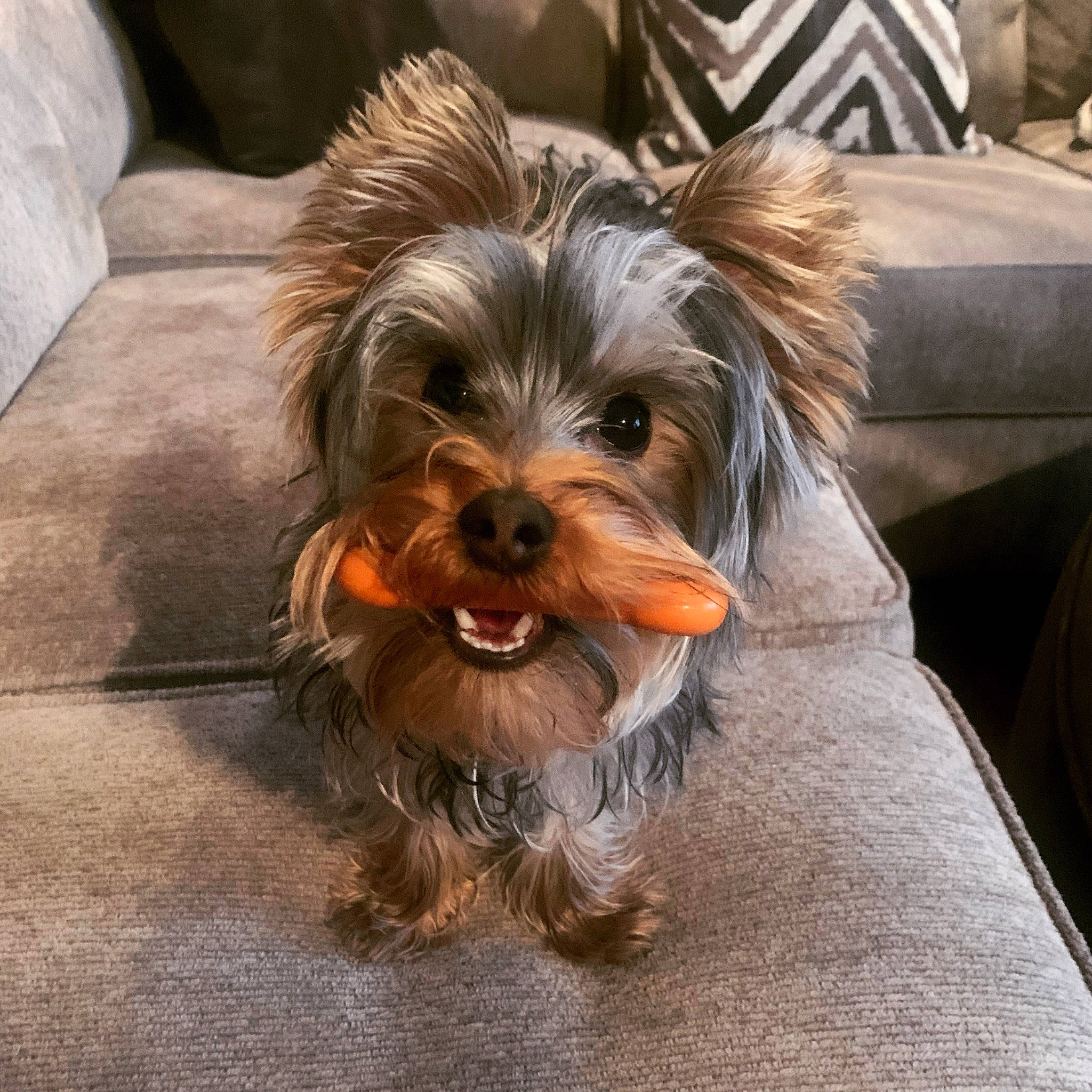 Milo is registered to the contest to win money with this photo: biewer_terrier, canidae, carnivore, companion_dog, couch, dog, dog_breed, dog_clothes, dog_supply, fawn, fur, liver, puppy_love, small_terrier, snout, sporting_group, terrier, toy_dog, whiskers, working_animal
